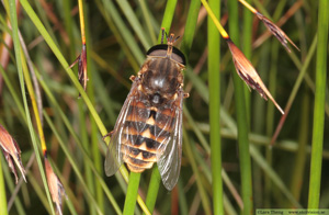 Fäbroms, Tabanus bovinus